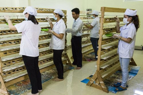 越南燕窝养殖业正面临气候变化的 挑战 ảnh 1 越南燕窝养殖业正面临气候变化的 挑战 ảnh 1