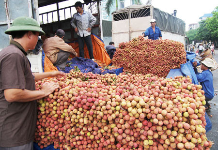 越南对中国出口1.1万多吨荔枝 ảnh 2