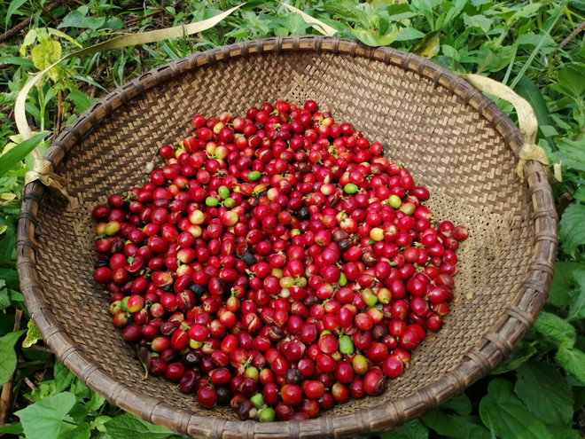 越南咖啡价格攀升 ảnh 2