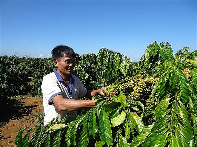 越南咖啡价格攀升 ảnh 1