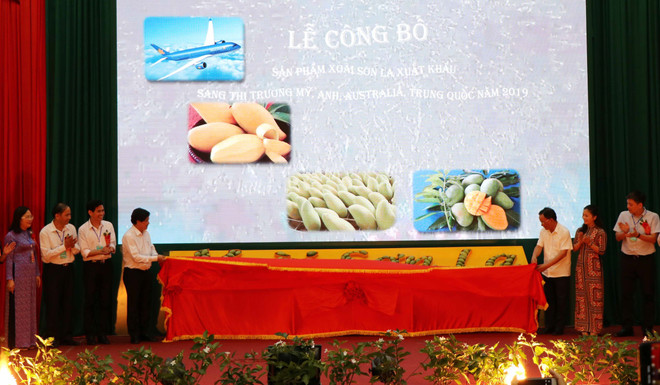 山罗省芒果远销欧美市场 ảnh 2