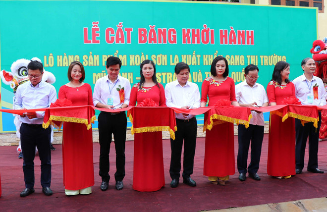 山罗省芒果远销欧美市场 ảnh 1