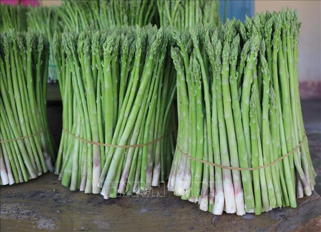 种植青芦笋帮助宁顺省占族同胞走上致富之路 ảnh 1 种植青芦笋帮助宁顺省占族同胞走上致富之路 ảnh 1