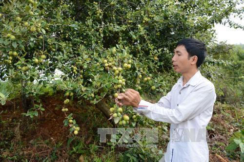 安沛省穆庚寨县集中推进山楂树种植模式 ảnh 1 安沛省穆庚寨县集中推进山楂树种植模式 ảnh 1