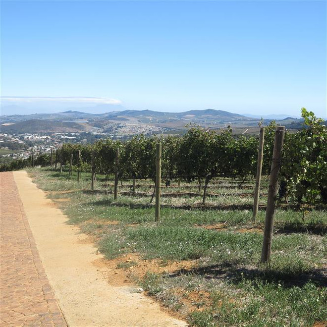 南非公司对越南出口新鲜葡萄 ảnh 1 南非公司对越南出口新鲜葡萄 ảnh 1