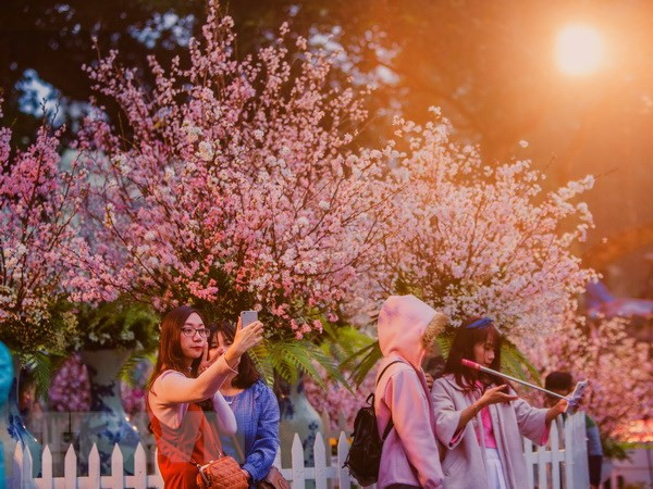 日本樱花在李太祖花园盛开 迎接日本文化交流节 ảnh 2 日本樱花在李太祖花园盛开 迎接日本文化交流节 ảnh 2
