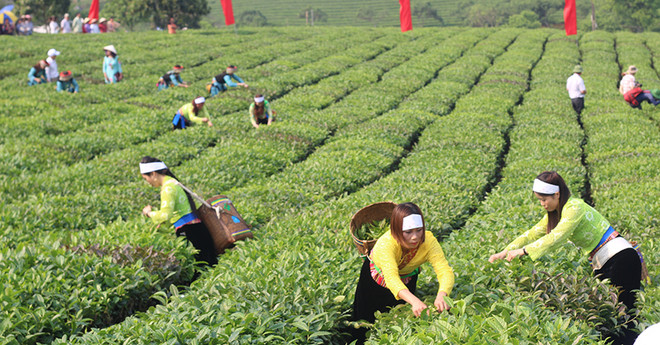 越南茶叶产品对美出口增长势头良好 ảnh 1 越南茶叶产品对美出口增长势头良好 ảnh 1