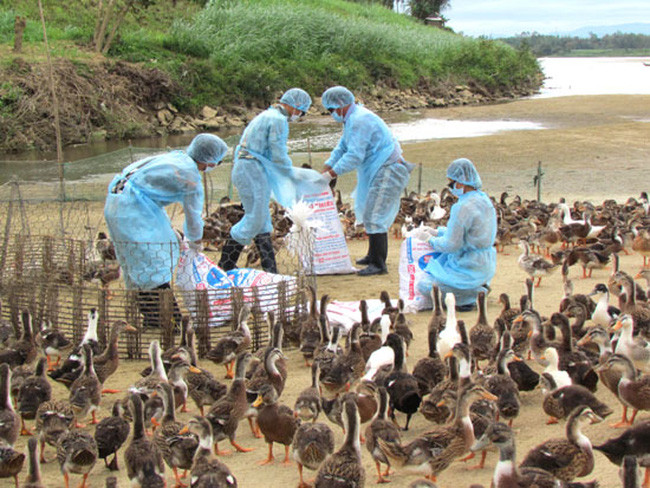 全国甲型H5N6 禽流感疫区为3个 ảnh 1 全国甲型H5N6 禽流感疫区为3个 ảnh 1