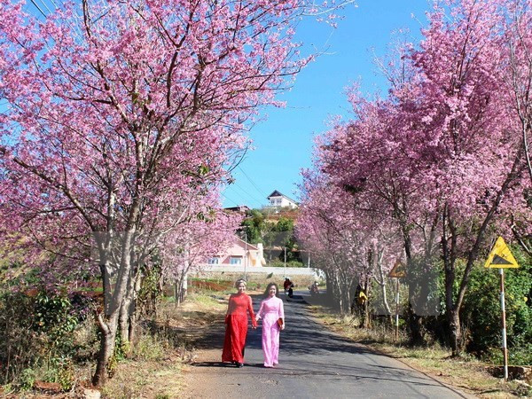 2018年大叻泉林樱花节将于1月底举行 ảnh 1 2018年大叻泉林樱花节将于1月底举行 ảnh 1