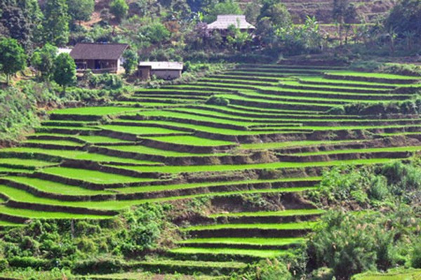 北𣴓省推进农业结构调整 ảnh 1 北𣴓省推进农业结构调整 ảnh 1