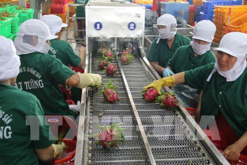 越南蔬果销往世界40个国家和地区市场 ảnh 1 越南蔬果销往世界40个国家和地区市场 ảnh 1