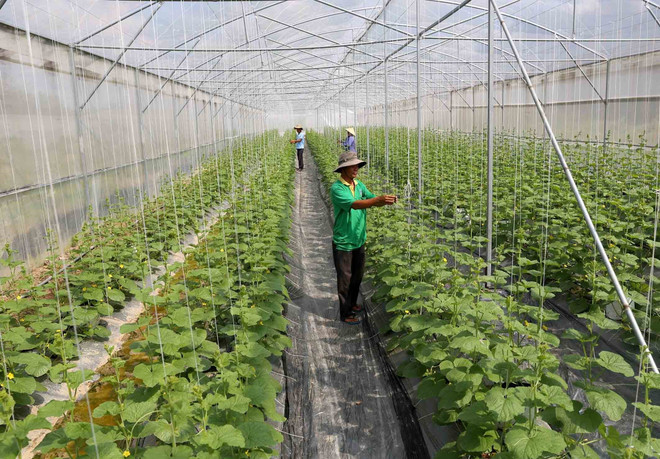 大力吸引企业向农业领域投资 ảnh 2 大力吸引企业向农业领域投资 ảnh 2