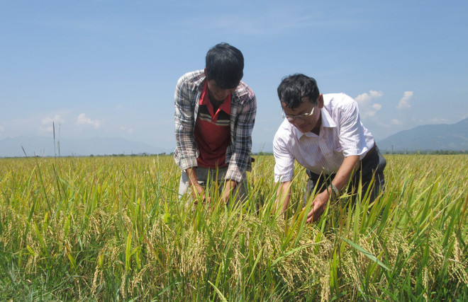 大力吸引企业向农业领域投资 ảnh 1 大力吸引企业向农业领域投资 ảnh 1