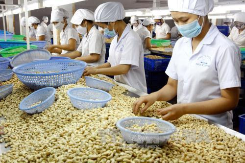 越南腰果协会协助柬埔寨提高腰果产量 ảnh 1 越南腰果协会协助柬埔寨提高腰果产量 ảnh 1