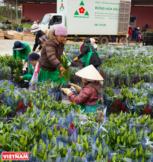 越南一流花苗银行(组图) ảnh 10 越南一流花苗银行(组图) ảnh 10