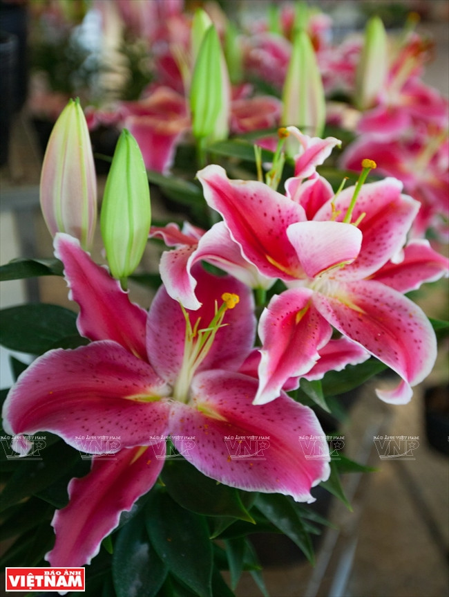 越南一流花苗银行(组图) ảnh 7 越南一流花苗银行(组图) ảnh 7