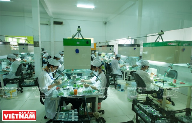 越南一流花苗银行(组图) ảnh 3 越南一流花苗银行(组图) ảnh 3