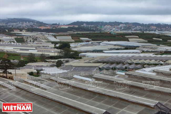 越南一流花苗银行(组图) ảnh 2 越南一流花苗银行(组图) ảnh 2