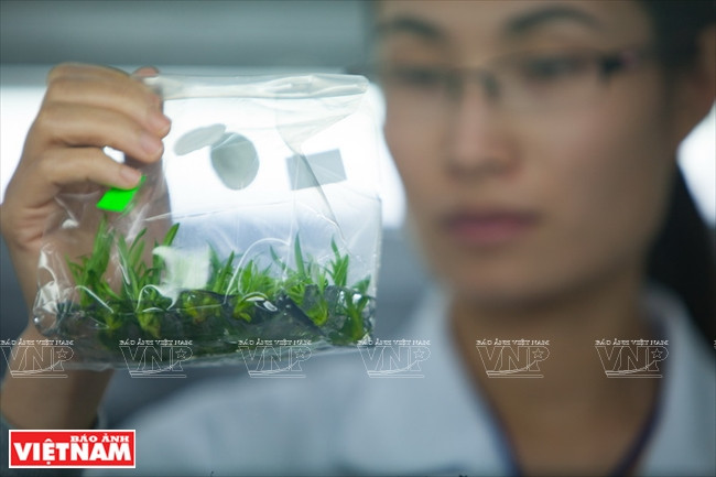 越南一流花苗银行(组图) ảnh 5 越南一流花苗银行(组图) ảnh 5