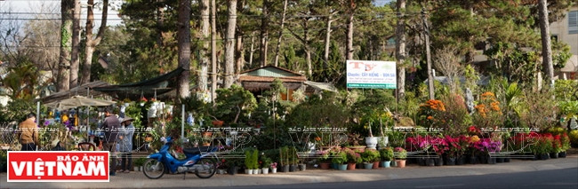 越南一流花苗银行(组图) ảnh 11 越南一流花苗银行(组图) ảnh 11