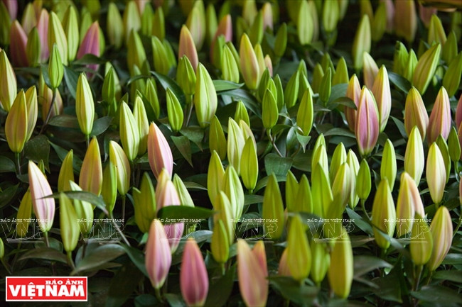 越南一流花苗银行(组图) ảnh 6 越南一流花苗银行(组图) ảnh 6