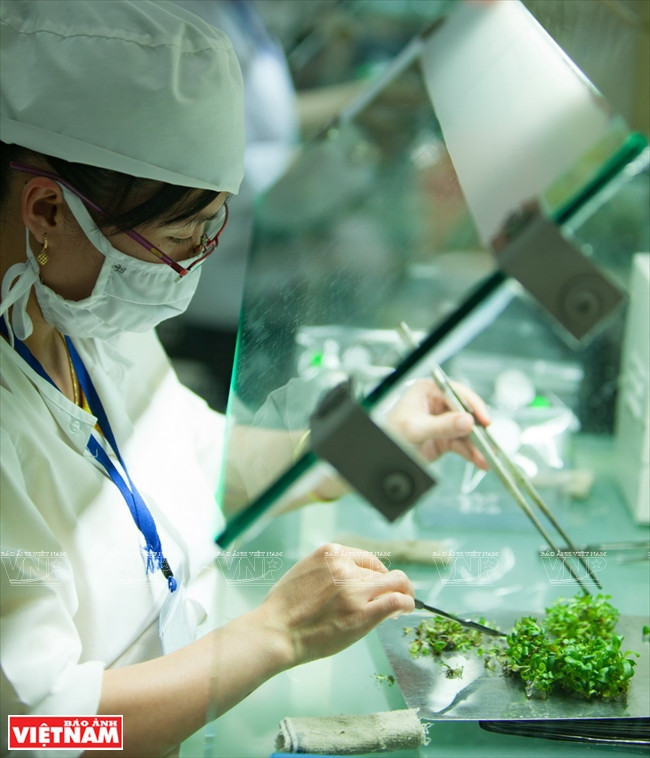 越南一流花苗银行(组图) ảnh 4 越南一流花苗银行(组图) ảnh 4