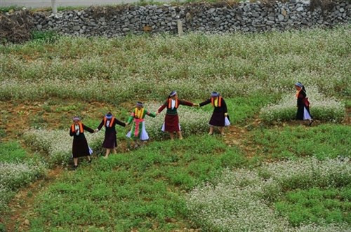 越南河江省荞麦花盛开美景惹得游人醉 ảnh 1 越南河江省荞麦花盛开美景惹得游人醉 ảnh 1