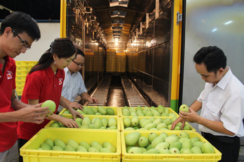 越南芒果获批进军澳大利亚市场 ảnh 1 越南芒果获批进军澳大利亚市场 ảnh 1