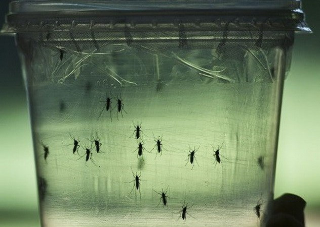 马来西亚出现首个寨卡病毒本土感染病例 ảnh 1