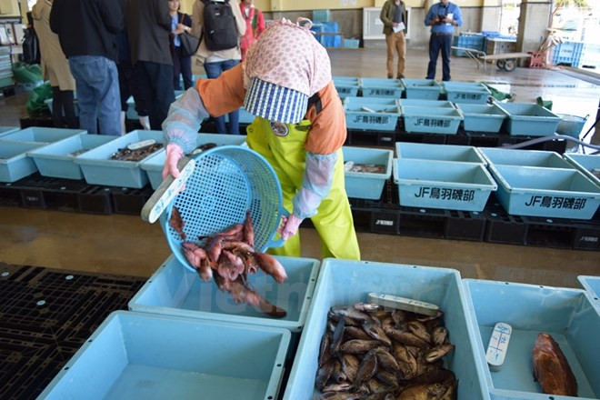 日本宫城县帮助各水产企业向越南出口海产品 ảnh 1 日本宫城县帮助各水产企业向越南出口海产品 ảnh 1