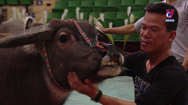 水牛上演高难度杂技 ảnh 1 水牛上演高难度杂技 ảnh 1