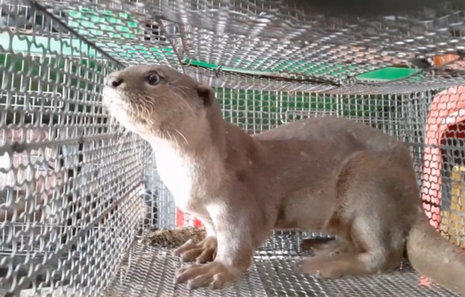 世界野生动物日:为野生动物保护工作默默贡献力量 ảnh 1 世界野生动物日:为野生动物保护工作默默贡献力量 ảnh 1