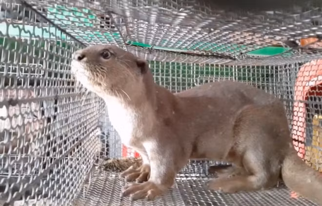 世界野生动物日:为野生动物保护工作默默贡献力量 ảnh 1 世界野生动物日:为野生动物保护工作默默贡献力量 ảnh 1