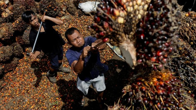 印尼暂停向马来西亚输出劳动力 ảnh 1 印尼暂停向马来西亚输出劳动力 ảnh 1