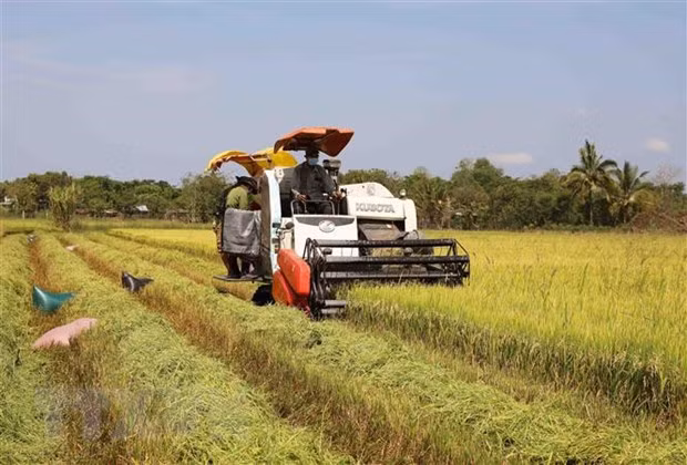 将越南大米品牌推向世界 ảnh 2