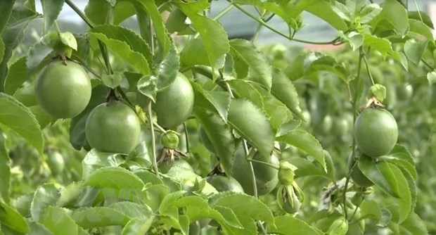 为越南农产品在世界寻找支点 ảnh 1 为越南农产品在世界寻找支点 ảnh 1