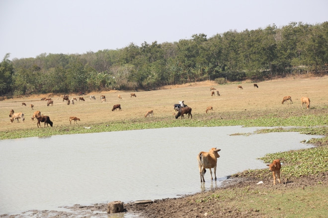 努力不让西原地区人民因旱情受饥饿和缺乏生活用水 ảnh 1 努力不让西原地区人民因旱情受饥饿和缺乏生活用水 ảnh 1
