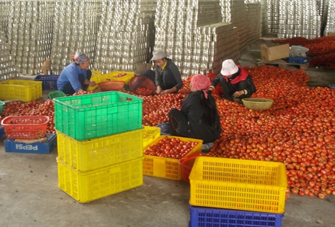 隆安省着重开发优势农产品 ảnh 1 隆安省着重开发优势农产品 ảnh 1