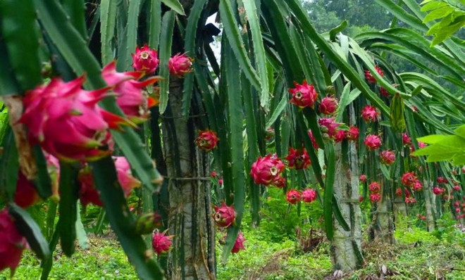 3个月来,山罗省供出口和内销的火龙果达近160吨 ảnh 1 3个月来,山罗省供出口和内销的火龙果达近160吨 ảnh 1