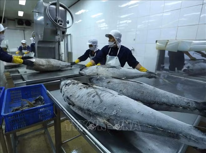 2023年越南水产品出口额可达92亿至93亿美元 ảnh 2 2023年越南水产品出口额可达92亿至93亿美元 ảnh 2