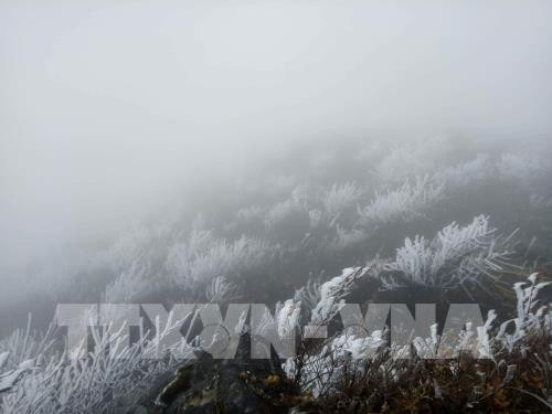 谅山省母山连续两天出现冰冻天气 各单位积极做好防寒防冻工作 ảnh 2