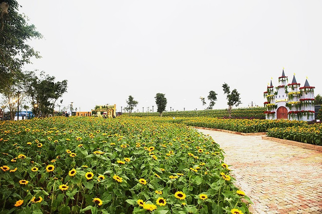 下龙市炫彩花色奇观节从今至2018年戊戌春节正月初五举行 ảnh 2