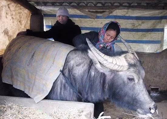 低温严寒天气来袭 2千多头家畜被冻死 ảnh 1