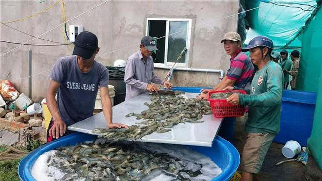 薄辽省将拔出3万亿越盾 力争建成全国虾类工业中心 ảnh 1 薄辽省将拔出3万亿越盾 力争建成全国虾类工业中心 ảnh 1