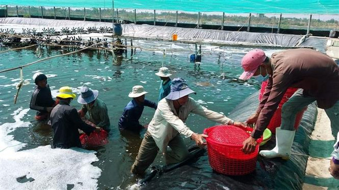 薄辽省将拔出3万亿越盾 力争建成全国虾类工业中心 ảnh 2 薄辽省将拔出3万亿越盾 力争建成全国虾类工业中心 ảnh 2