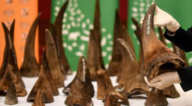 越南有史以来最大犀牛角非法交易案遭起诉 ảnh 1
