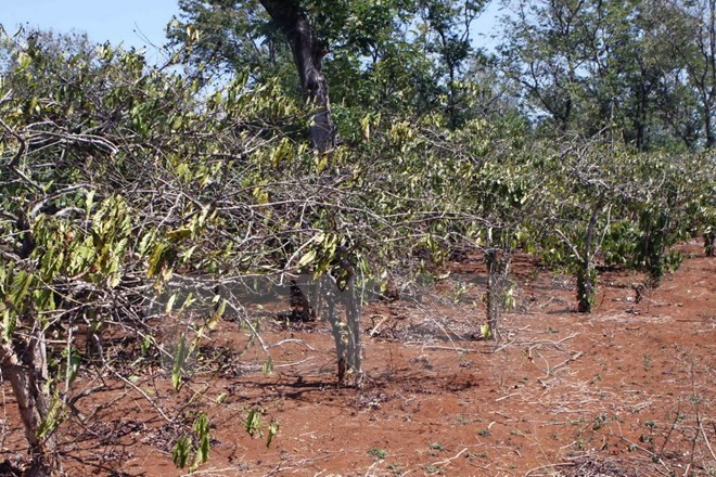 越南注重为东南部与西原地区寻找咖啡、胡椒、腰果抗旱措施 ảnh 1 越南注重为东南部与西原地区寻找咖啡、胡椒、腰果抗旱措施 ảnh 1