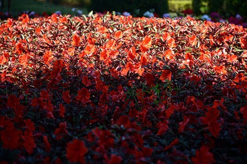 大叻城之花（组图） ảnh 10