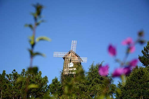 大叻城之花（组图） ảnh 16