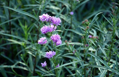 大叻城之花（组图） ảnh 8